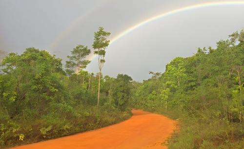 Observação de Pássaros