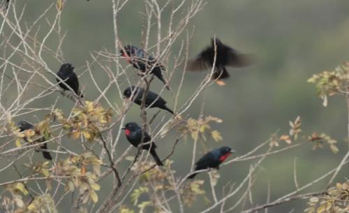 Birdwatching