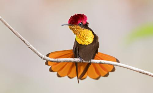Vogelbeobachtung