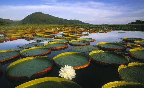 Pantanal