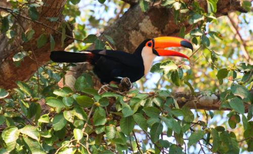 Pantanal