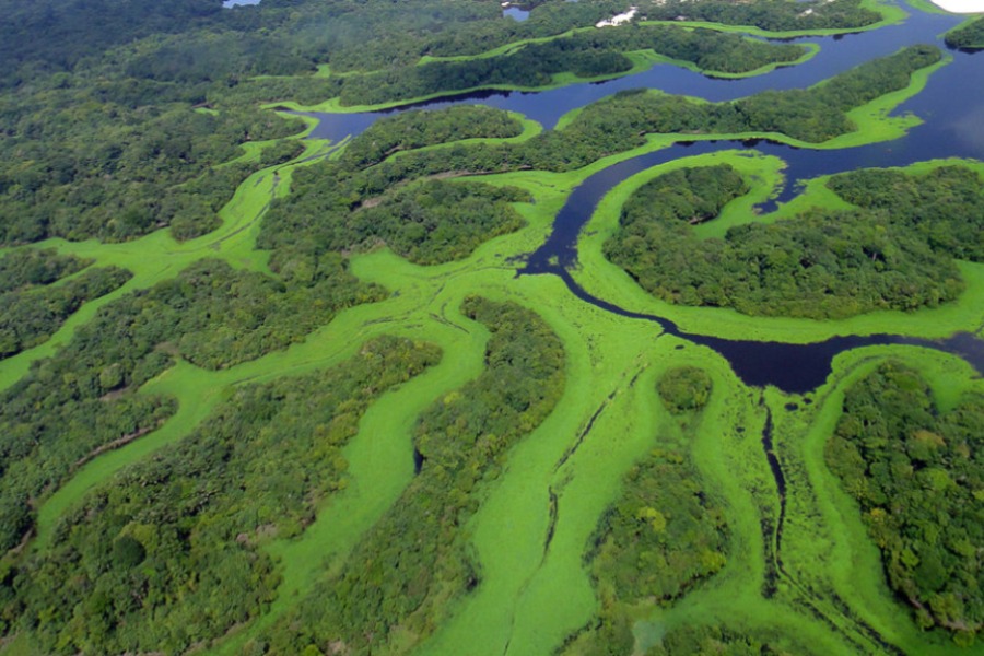 Anavilhanas National Park