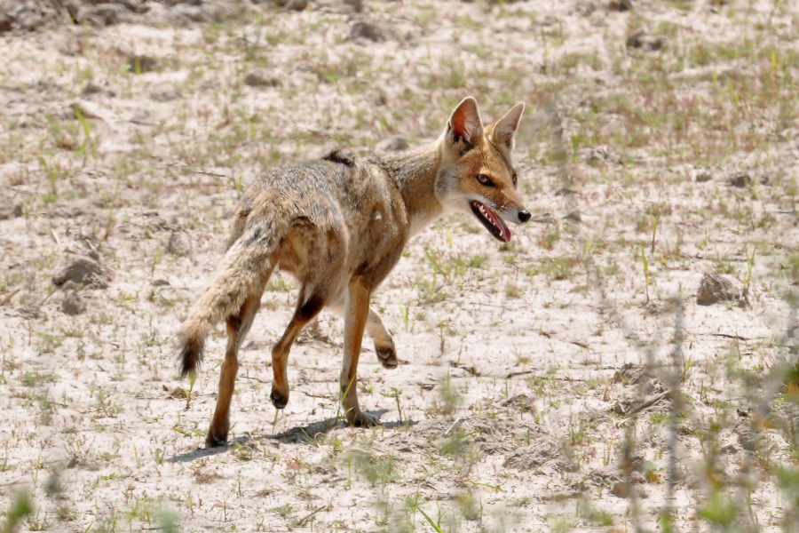 Animals of Brazil : Graxaim-do-campo