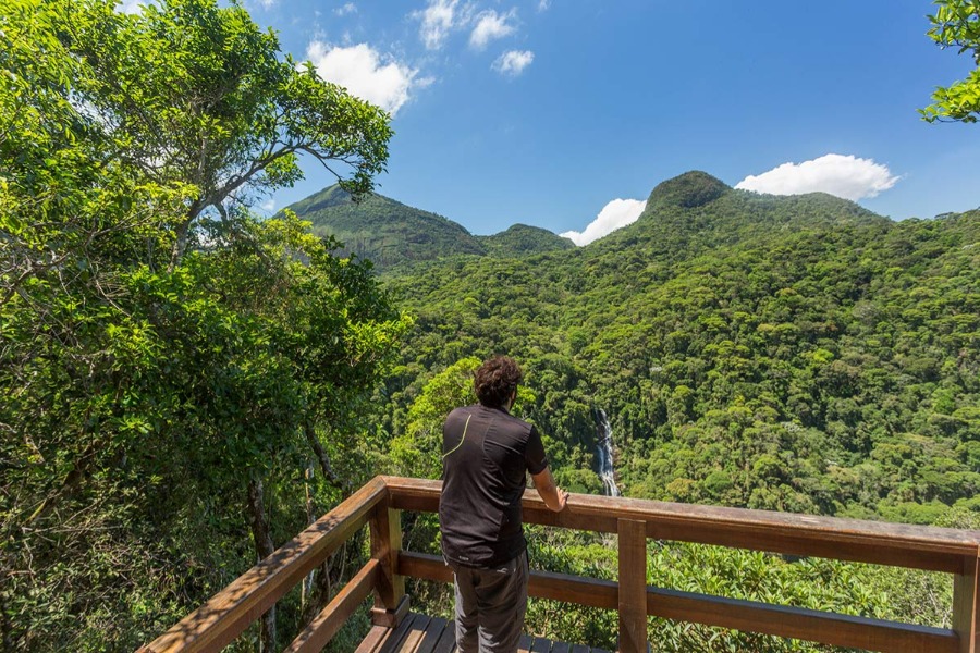 Bosque del Parque Nacional Tijuca