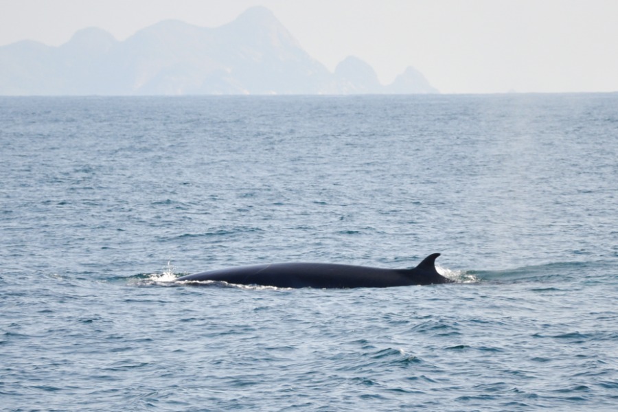 La temporada de ballena en Ilhabela