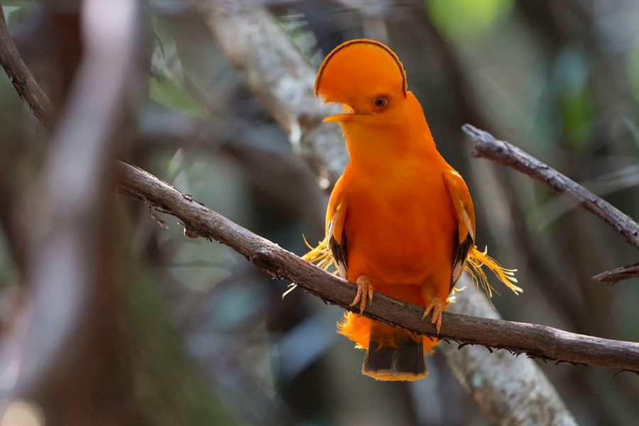 Mountain Rooster