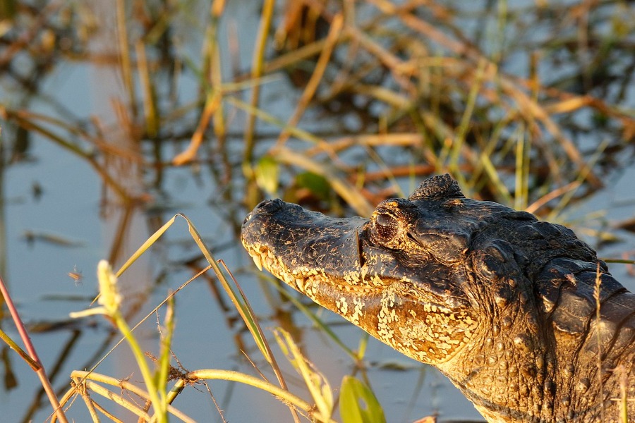 Pantanal - Alligators