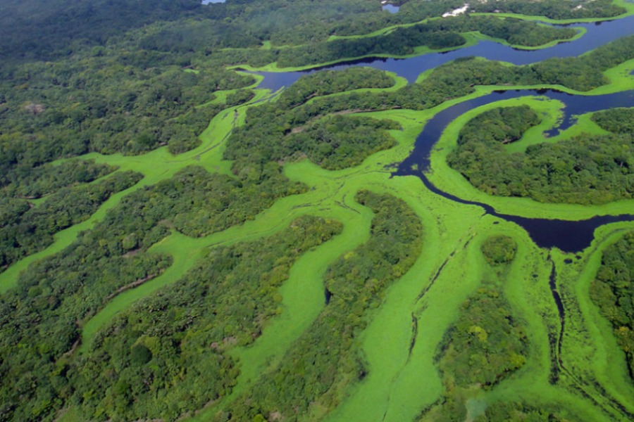 Parque Nacional Anavilhanas