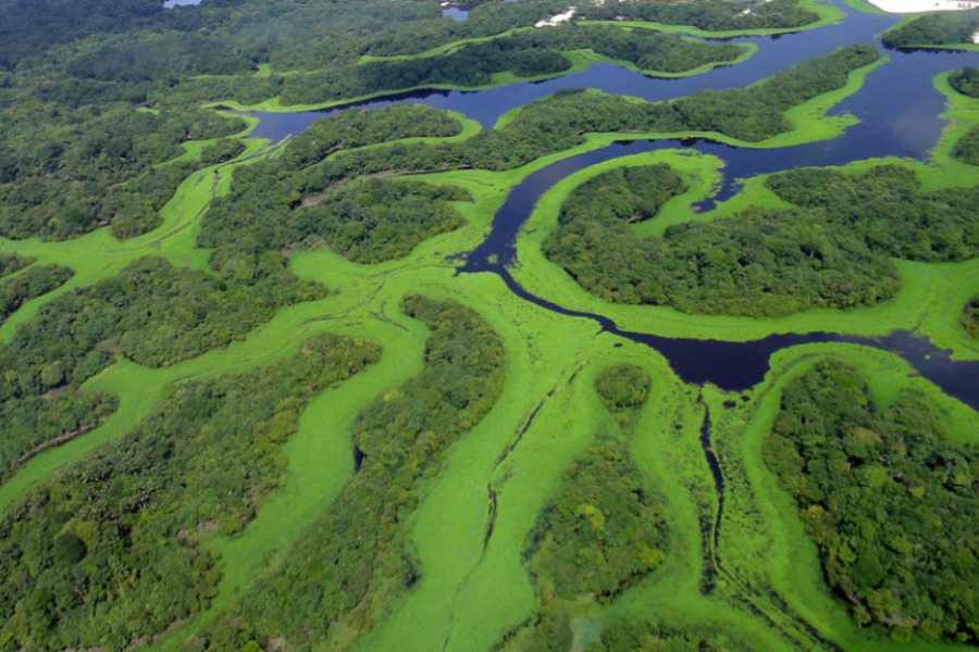 Parque Nacional de Anavilhanas 