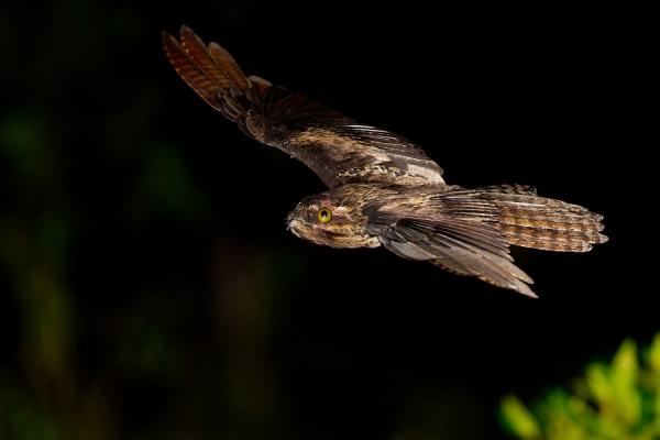 Animales de Brasil : Urutau