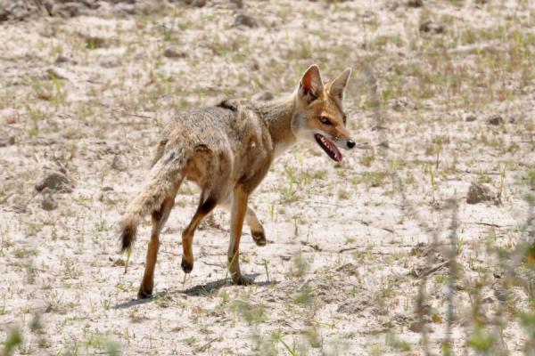Animals of Brazil : Graxaim-do-campo