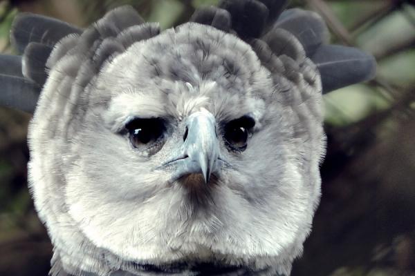 Animals of Brazil: the harpy eagle