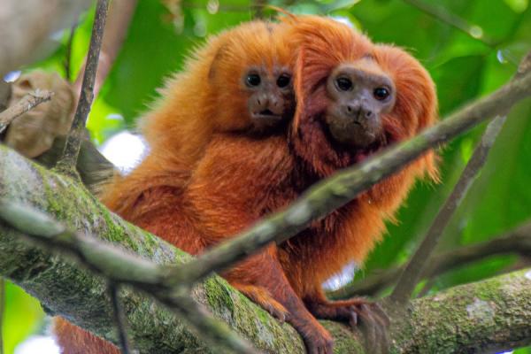 Animals of Brazil : mico-leão-dourado