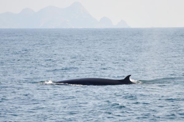 A temporada de baleias de Ilhabela